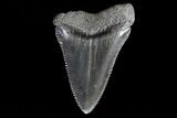 Serrated, Fossil Great White Shark Tooth #66751-1